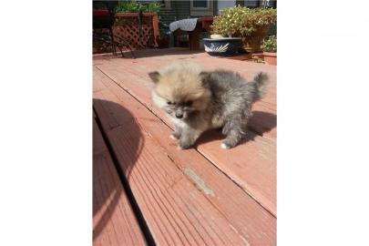 Exclusive Zwergspitz Pomeranian Welpen M