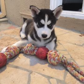Entz?ckende CKC weibliche Siberian Husky