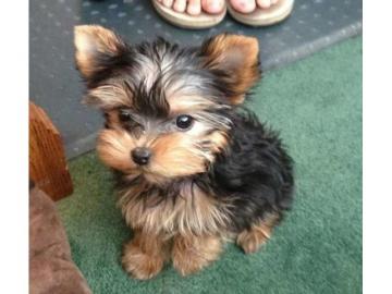 Yorkshire Terrier Welpen VDH whatsapp Nu