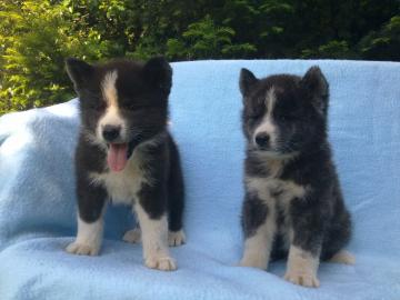 SEHR SCH�NE AKITA INU WELPEN!