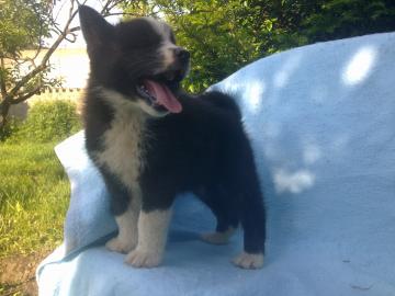 SEHR SCH�NE AKITA INU WELPEN!