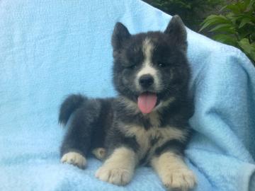 SEHR SCH�NE AKITA INU WELPEN!