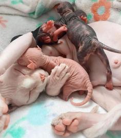 SPHYNX Katzen !! Sch�n Geimpft, Entwurmt