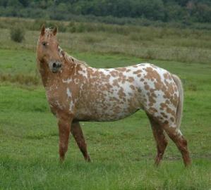 H�bsche Appaloosa-Stute als Freizeitpfer