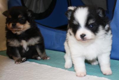 Bezaubernder echter Pomeranian welpen