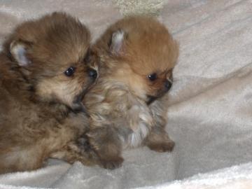 Bezaubernder echter Pomeranian welpen