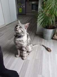M?nnlicher *maine coon* Kater, silver wh