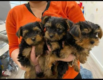 Wundersch?ne Yorshire Terrier Welpen.  Yo