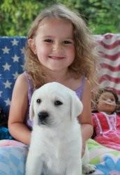 Labrador Retriever verf�gbar