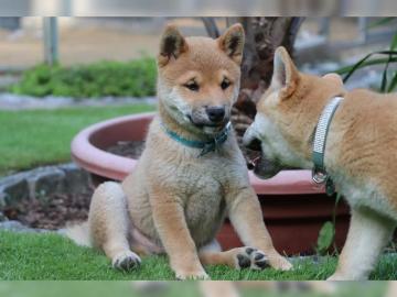 Shiba-Inu Welpen reinrassig mit Ahnentaf