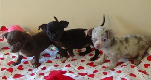 Reinrassige Chihuahua Welpen
