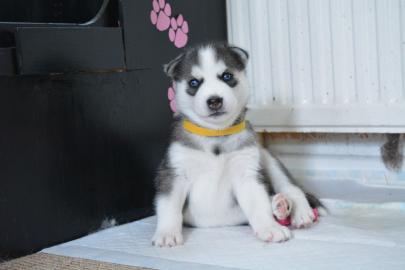 S??e sibirische Husky-Welpen zu verkaufe