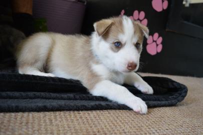 S??e sibirische Husky-Welpen zu verkaufe