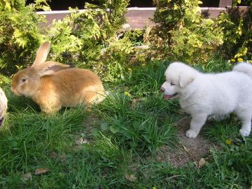 akita inu welpen