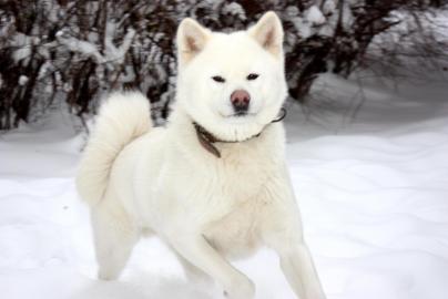 akita inu welpen