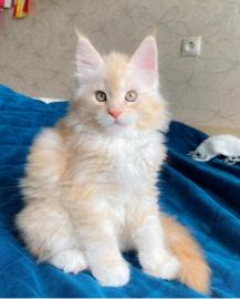 Maine-Coon-K�tzchen zu verkaufen!