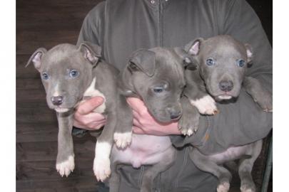 Pitbull Welpen Rude und Hundinnen
