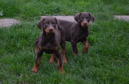 Weihnachten Dobermann Welpen R�den Weibc