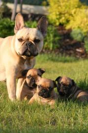 Zwinger bietet Franz�sische Bulldogge