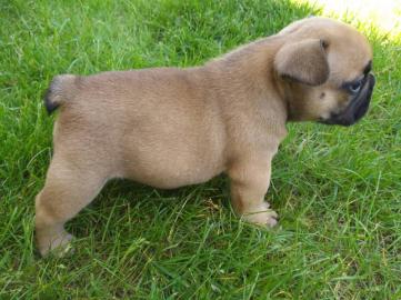 Zwinger bietet Franz�sische Bulldogge