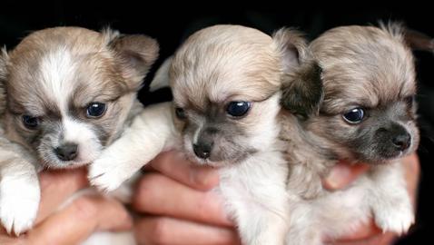 Chihuahua Welpen zu verkaufen. WhatsApp +