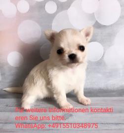 s��e MINI chihuahua welpen mit Papieren