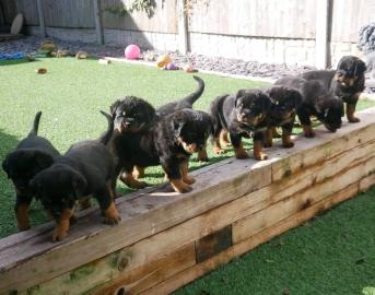 Rottweilerwelpen, 12 Wochen alt WhatsApp