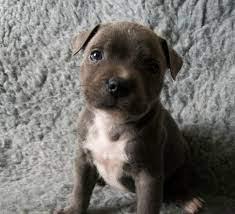 TOP Gesund Amstaff- Blue- Line- Welpen