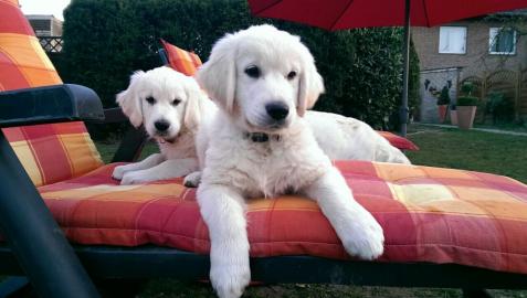 Zwei Golden Retriever Welpen f�r Ihr Zuh