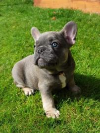 machos y hembras de bulldog franc