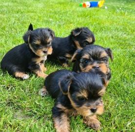 Yorkshire Terrier Welpen VDH