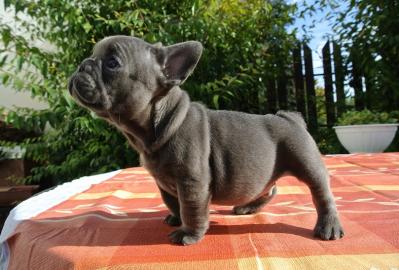 Franz�sische-Bulldoggen- Mix welpen such