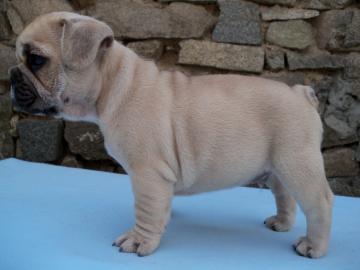 Franz�sische-Bulldoggen- Mix welpen such