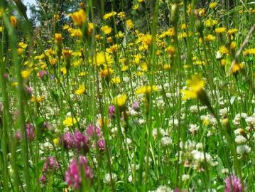 Immobilien zu verkaufen: Wohnung 3+1