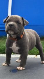 American Staffordshire Terrier Welpen