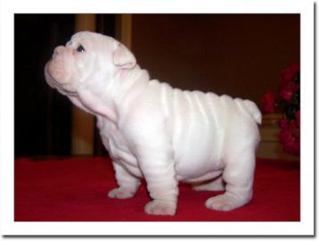 Englisch Bulldogge Welpen. . . . . . 