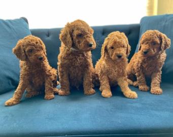 Entz?ckende Golden Doodle Welpen