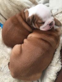 French Bulldog Puppies