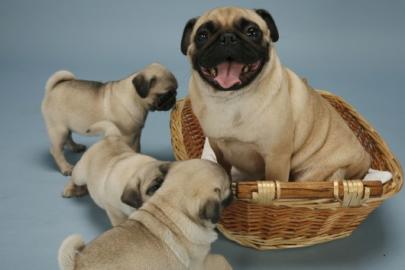 Super s��e Mops Welpen schwarz und beige