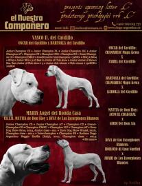 Welpen Argentinische Dogge mit Papiere