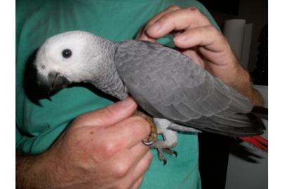 Handaufgezogene Papageienbabys
