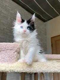 Reinrassige Maine-Coon-K�tzchen