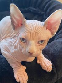 Wundersch?ne Sphynx-K?tzchen