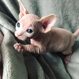 Wundersch?ne Sphynx-K?tzchen