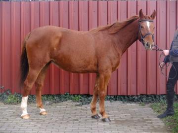 Polnische Warmblutstute Luna