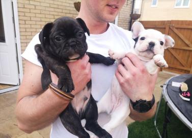 franz?sische Bulldogge-Welpen,
