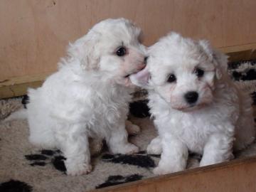 Bichon Malteser Welpen