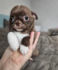 Chihuahua-Welpe f�r Ihre Familie