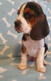Beagle-Welpen zu verkaufen