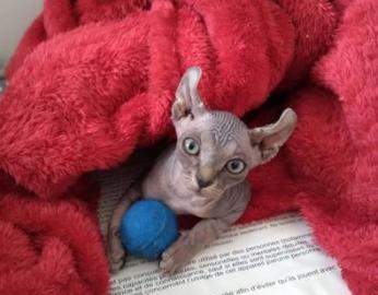 Haarlose Elfen-Sphynx-K?tzchen
